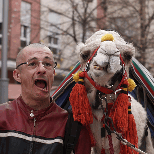 lOurs-dromadaire.gif