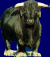 taureau